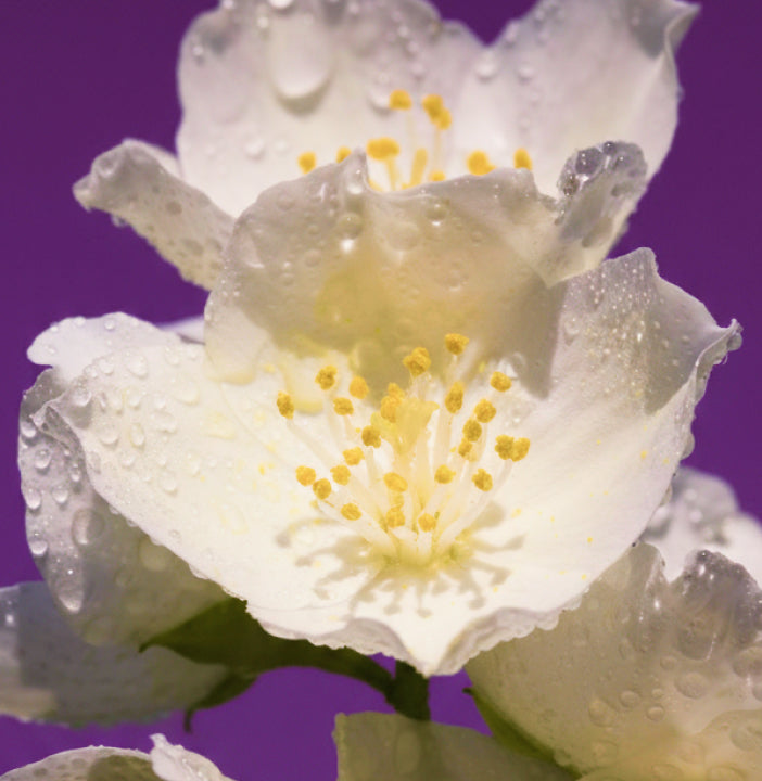Close-up of a white flower with yellow stamens on a purple background