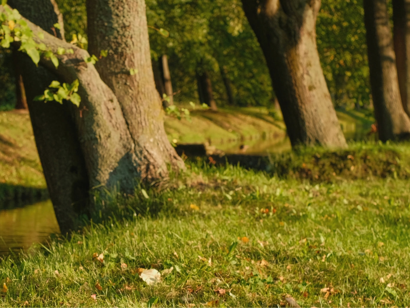 Top perfume notes every fragrance lover should know