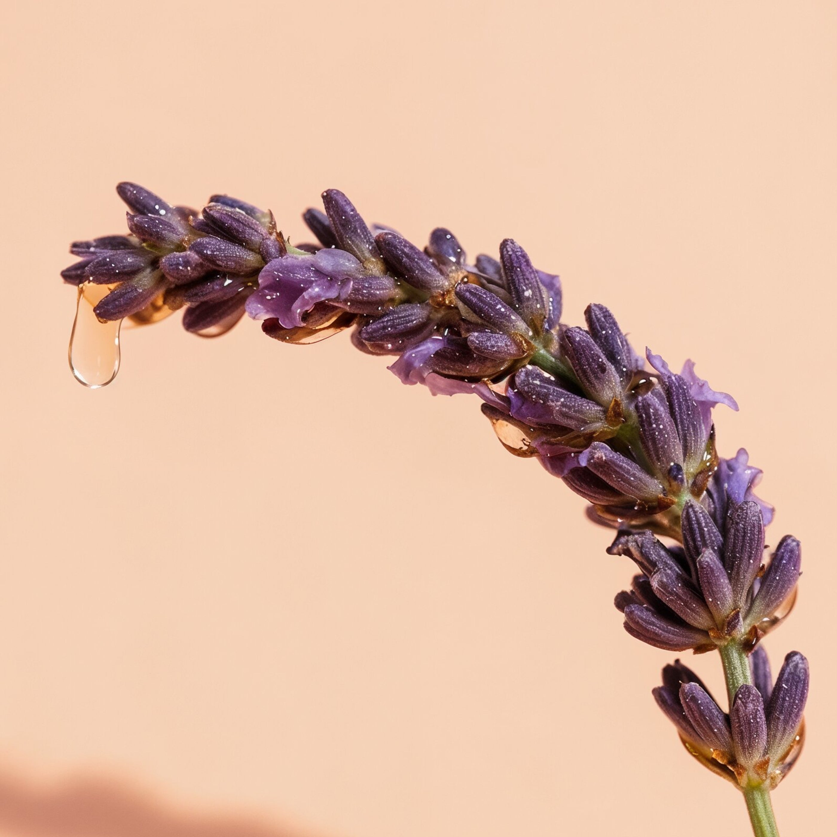 Close-up of a lavender flower with a droplet on a beige background